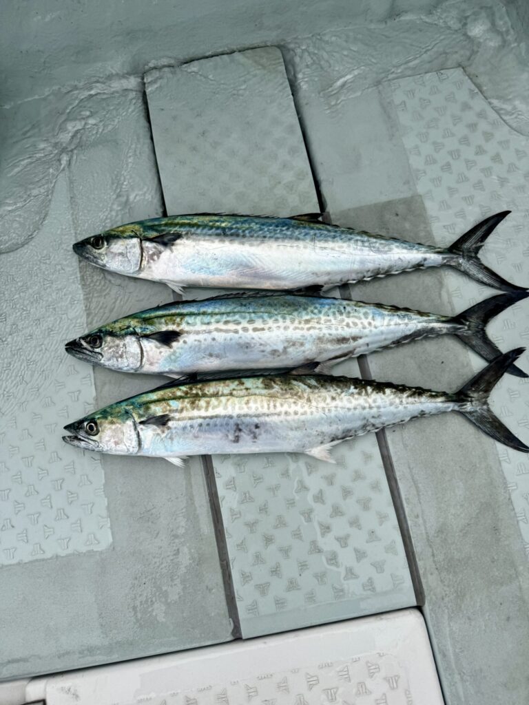 11/5　サワラ、サゴシ調査