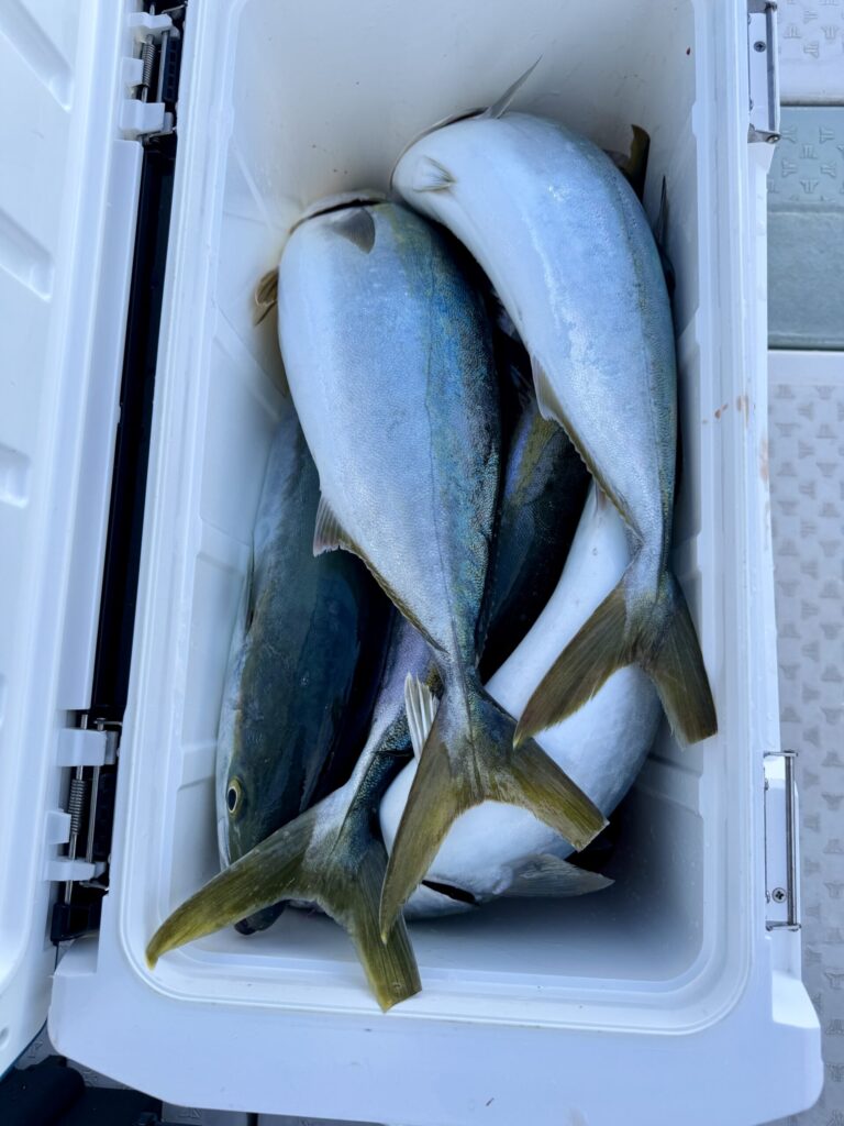 11/19　　青物ジギング