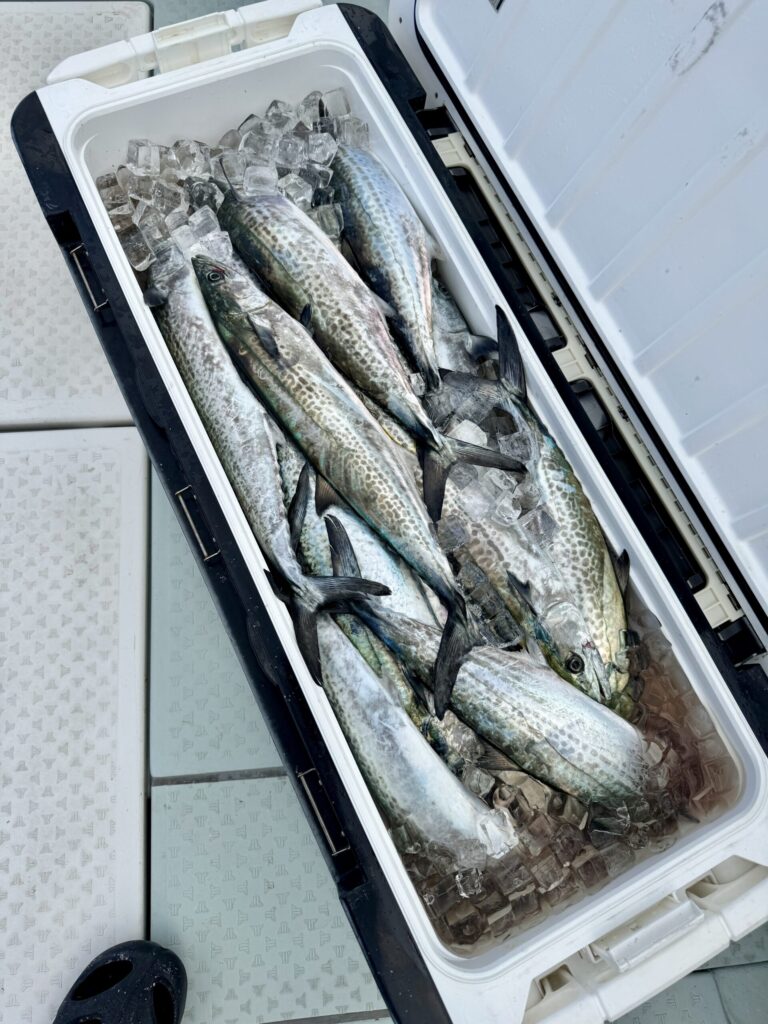 11/21　サワラ・サゴシキャスティング