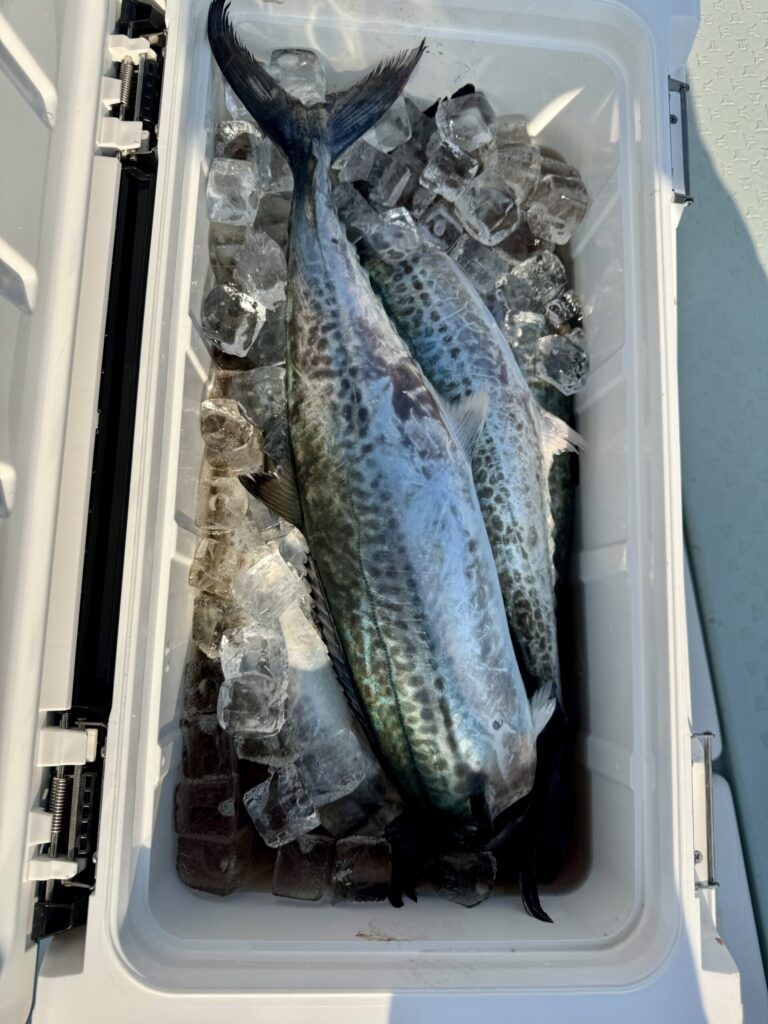 11/27　サワラ・サゴシキャスティング、タイラバ