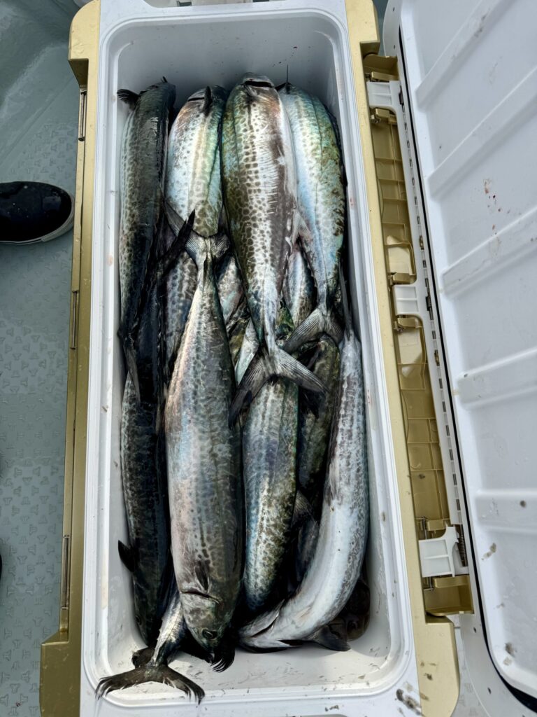 12/1　サゴシキャスティング