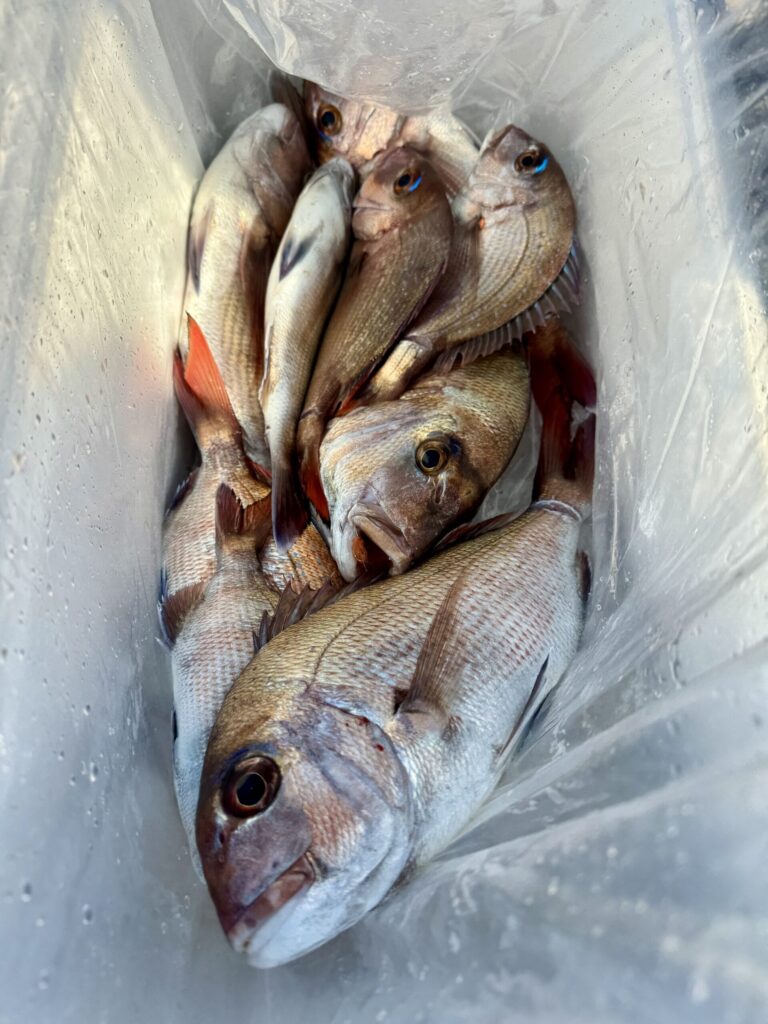 1/18　タイサビキ1日便