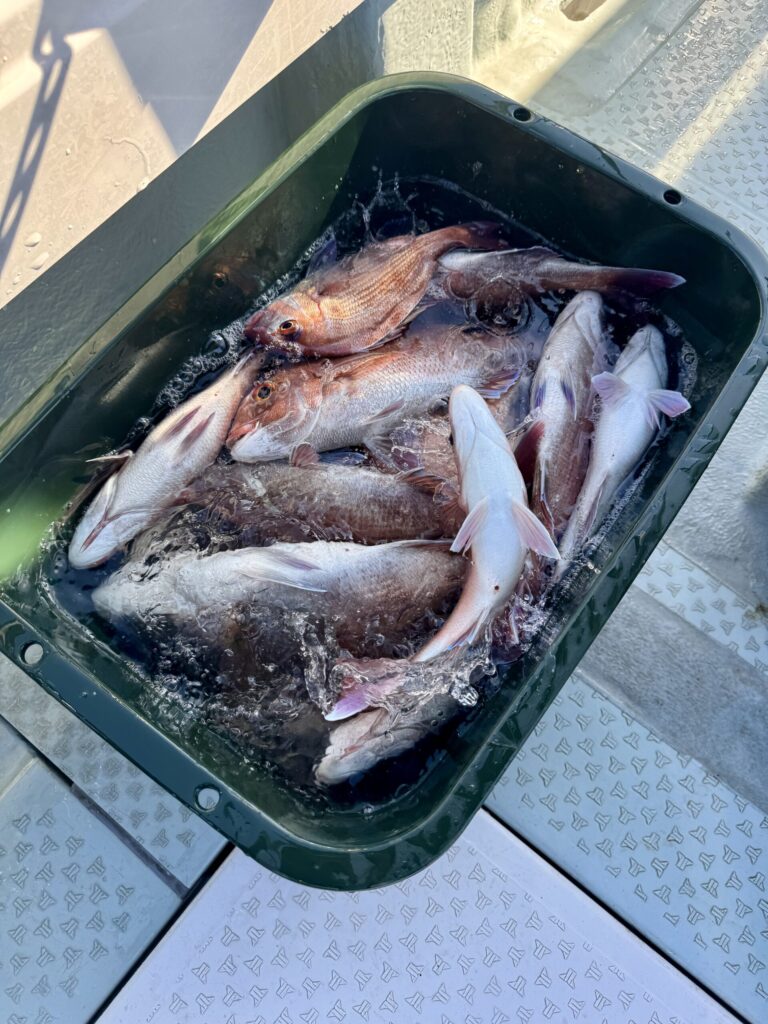 1/10　タイサビキ