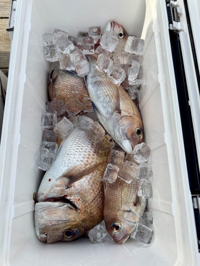 1/15　タイサビキ