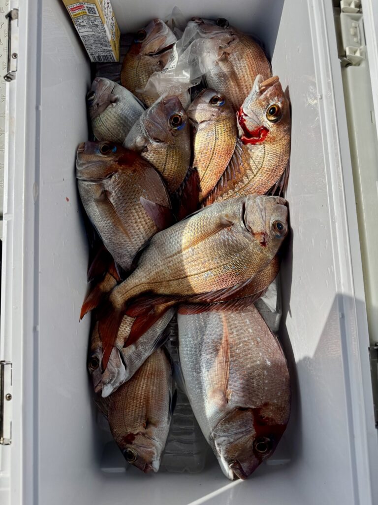 1/28　タイサビキ