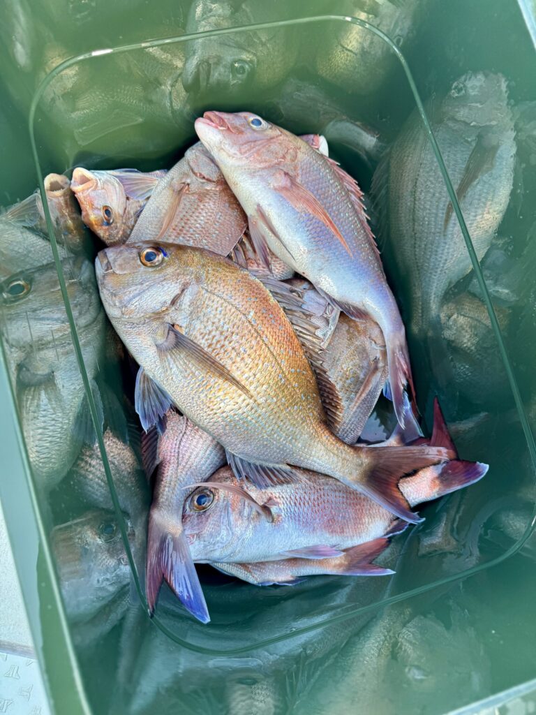 1/31　タイサビキ