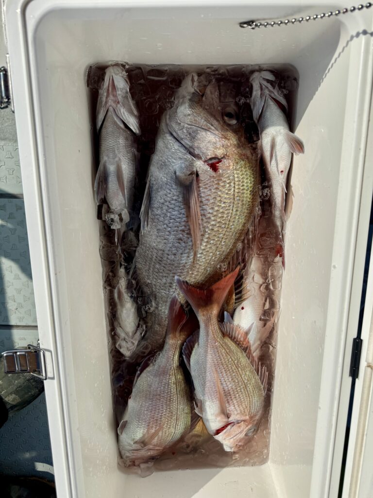 2/4　タイサビキ1日便