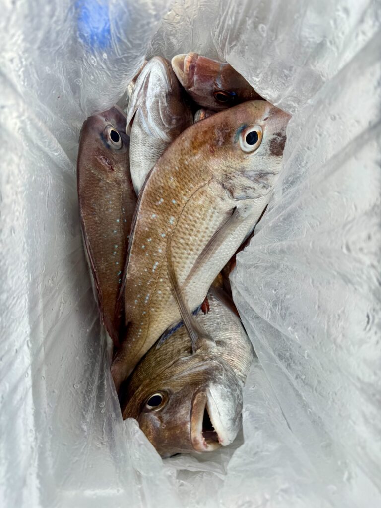 2/5　タイサビキ半日便