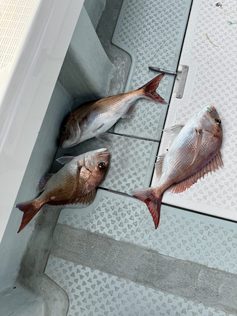 2/10　タイサビキ・カサゴ