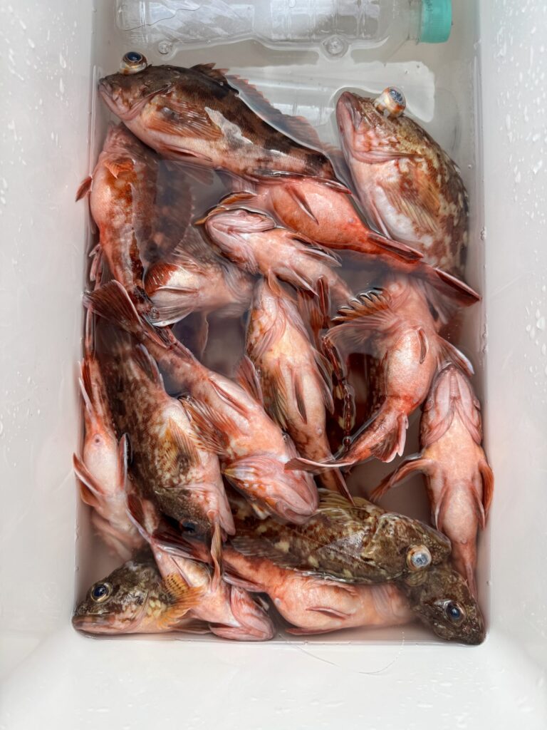 2/12　AMカサゴ半日便