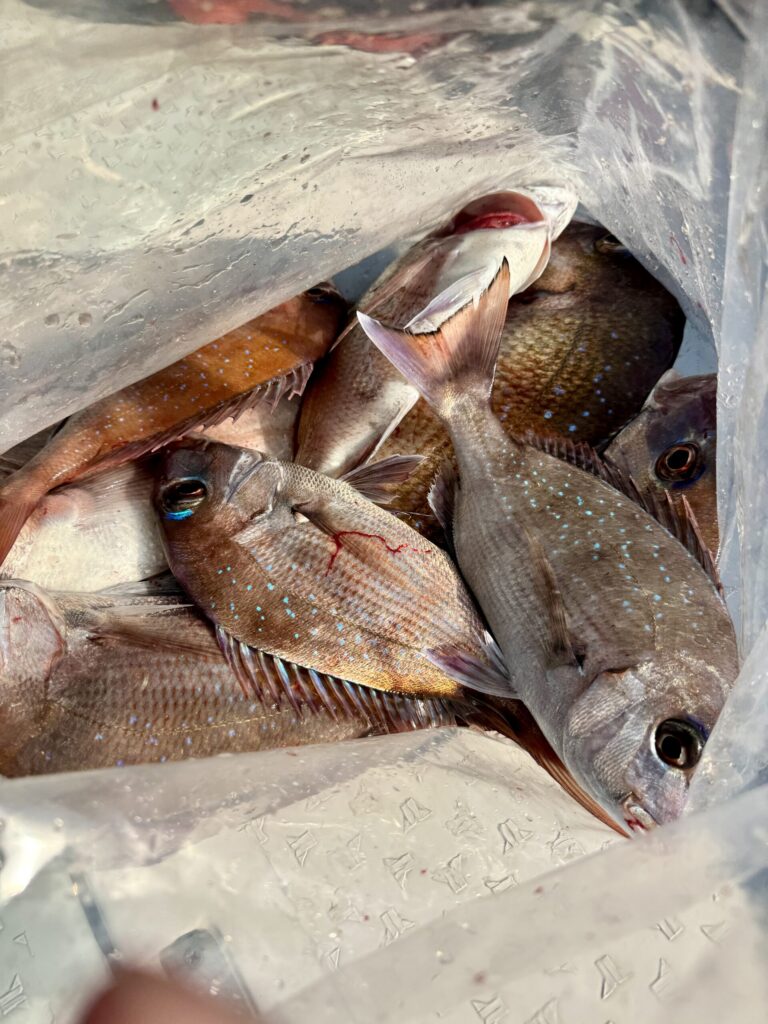 2/14　タイサビキ1日便