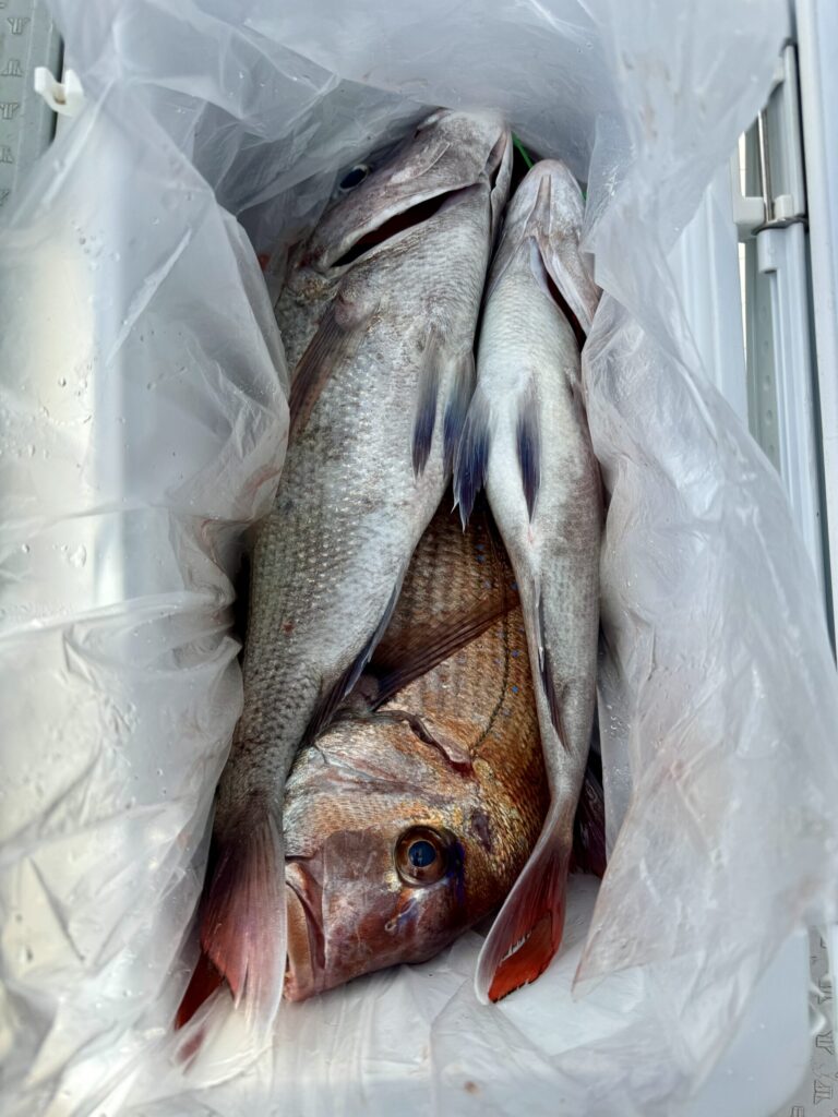 2/21、22、23　タイサビキ1日便