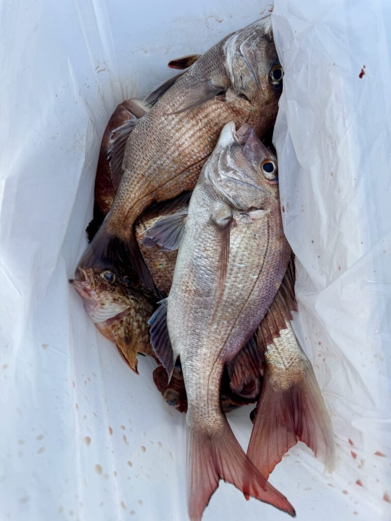 2/24　AMタイサビキ