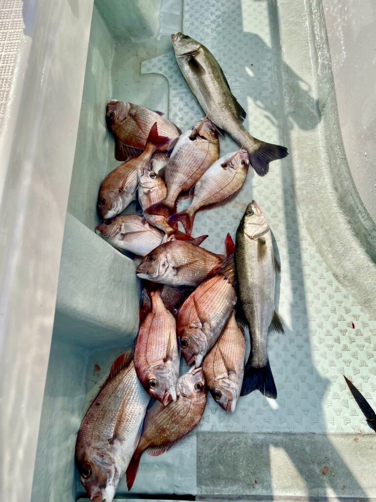 2/28　タイサビキ