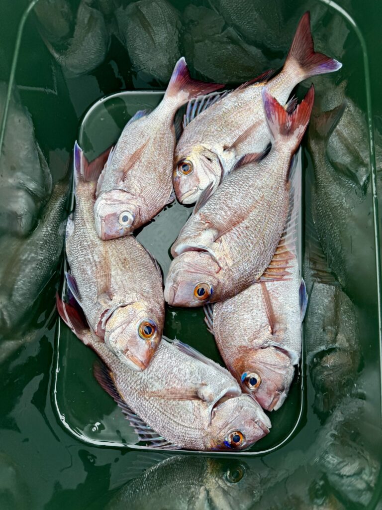 3/2　タイサビキ