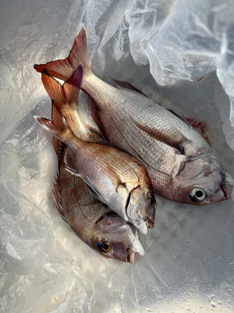 3/5　タイサビキ半日便