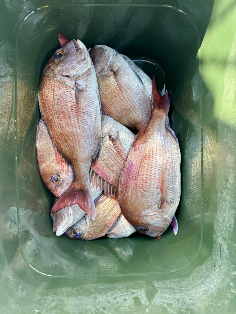 3/8　タイサビキ