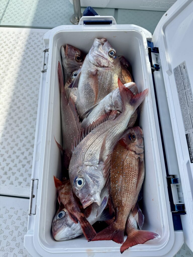 3/13　カサゴ、タイサビキ