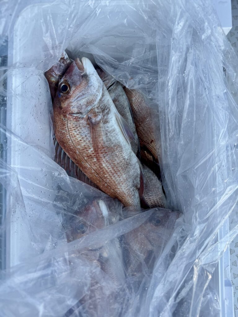 3/15　タイサビキ