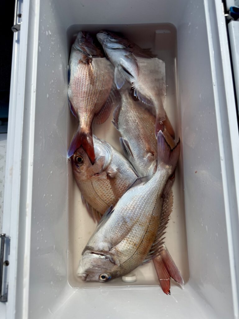 3/19　タイサビキ半日便