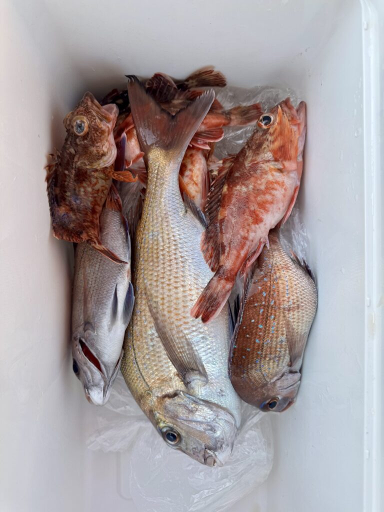 3/21　タイサビキ、タイラバ1日便