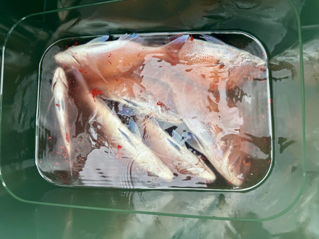 3/26　タイサビキ半日便